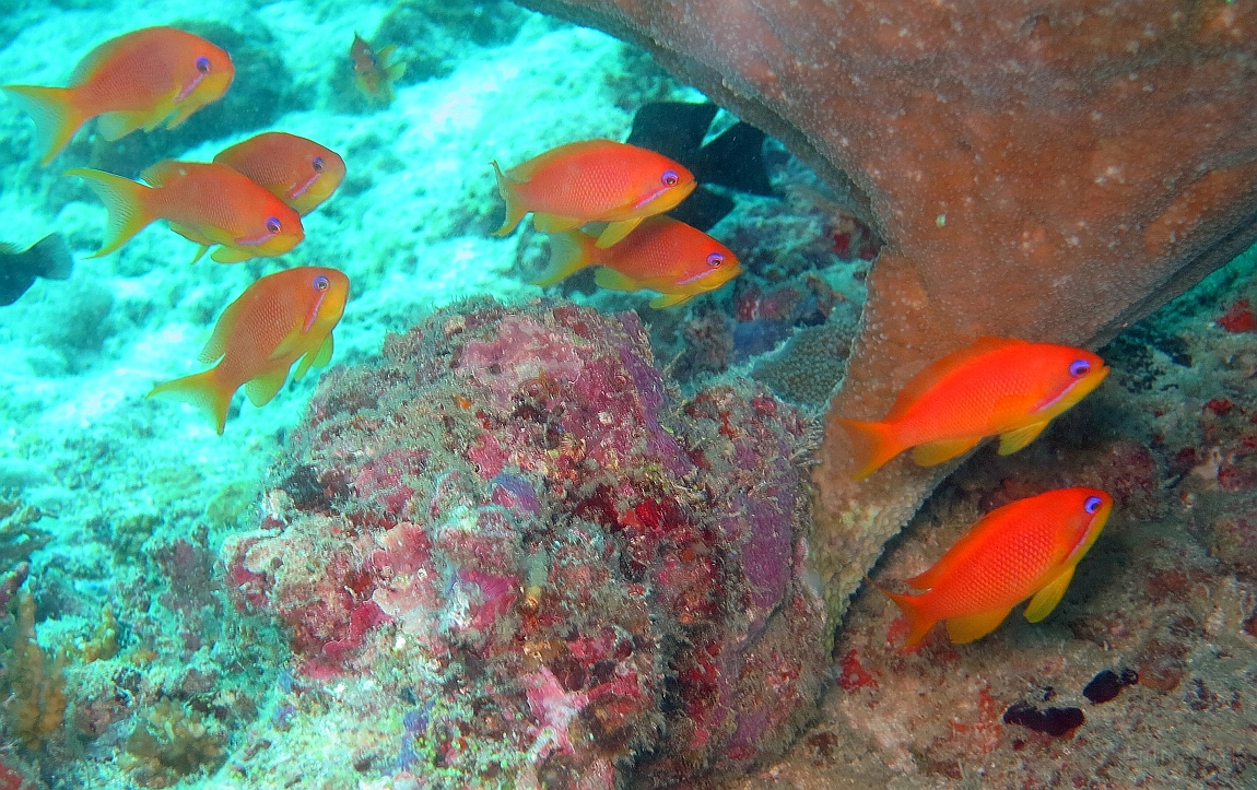 IMG_0213rf_Maldives_Madoogali_Plongee 1_House reef_Barbier rouge a queue de lyre_Pseudanthias Squamipinnis.jpg